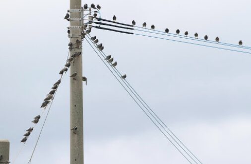 電柱・電線・支線の位置