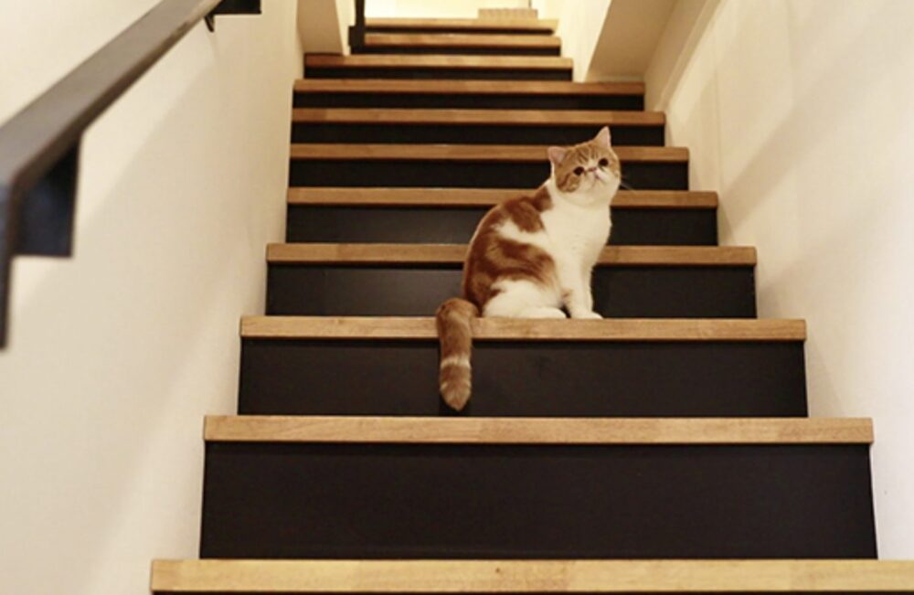 ファーストプランテクノの猫と暮らす階段施工事例