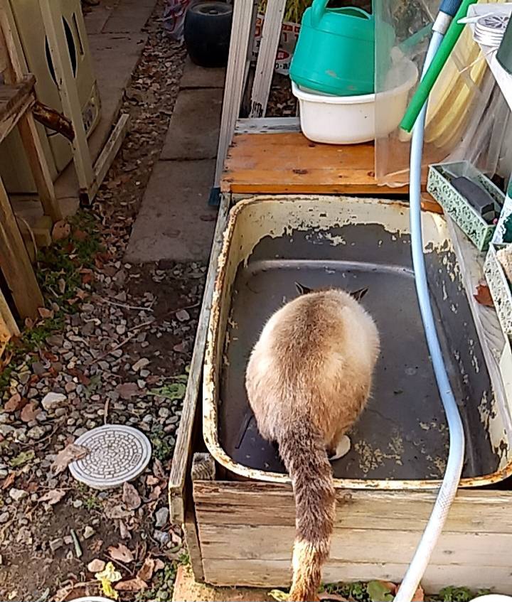 遺品整理　処分に困る家の外のジョウロや水栓
