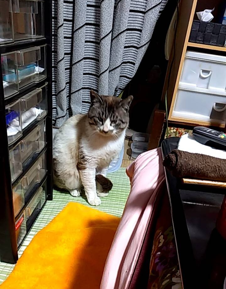 遺品整理　祖父の家に居座っていた野良猫　勝手に処分するなと怒っている